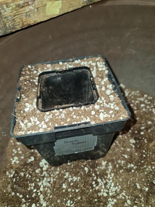 Number One Strain 🍓. Week 3