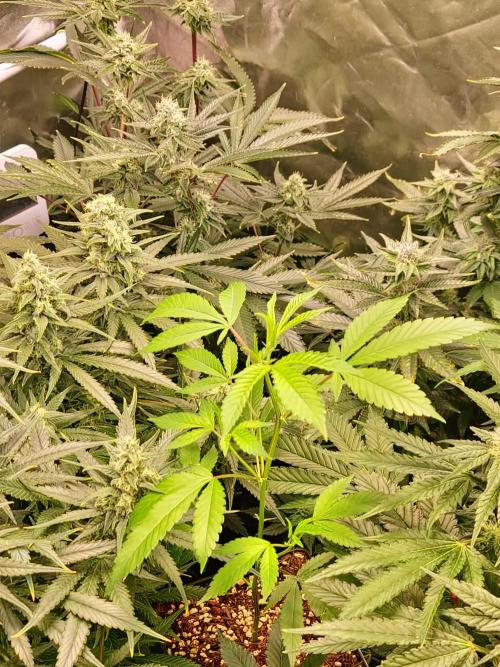 Number One Strain 🍓. Week 3