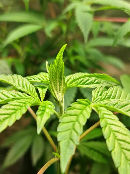 Pomelo Punch. Week 2