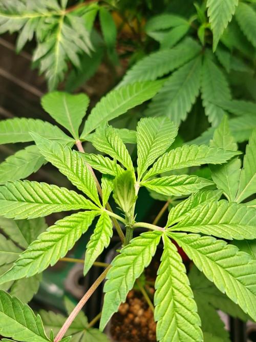 Pomelo Punch. Week 2