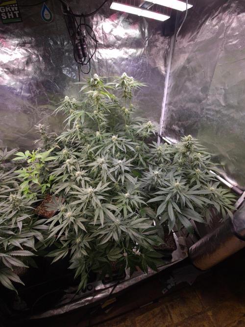 Bloom&Seed.Co. Week 11