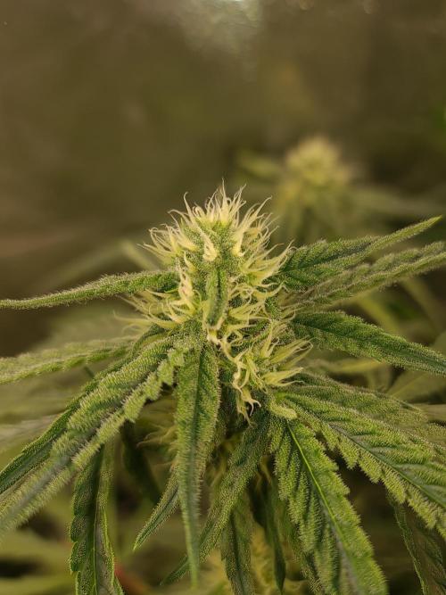 Bloom&Seed.Co. Week 11
