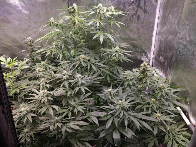 Bloom&Seed.Co. Week 11