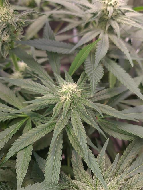 Bloom&Seed.Co. Week 11