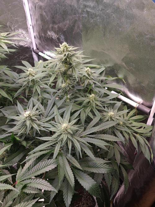 Bloom&Seed.Co. Week 11