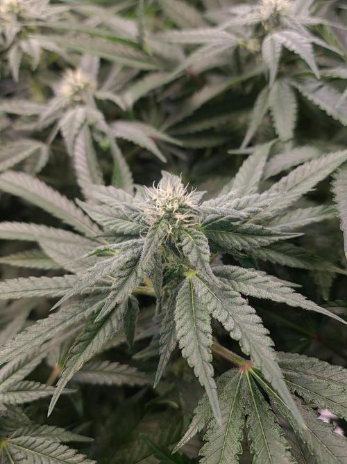Bloom&Seed.Co. Week 11