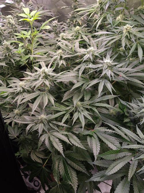 Bloom&Seed.Co. Week 11