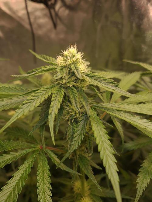 Bloom&Seed.Co. Week 11