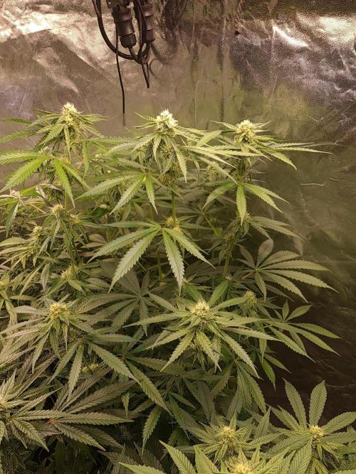 Bloom&Seed.Co. Week 11