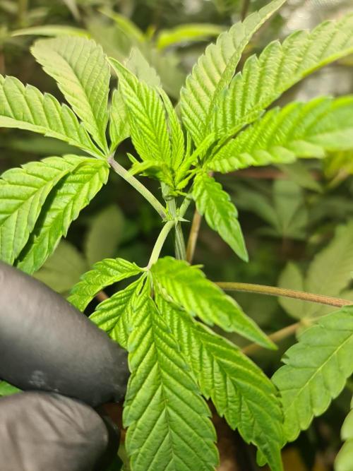 Pomelo Punch. Week 3