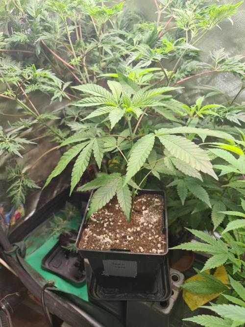 Pomelo Punch. Week 3