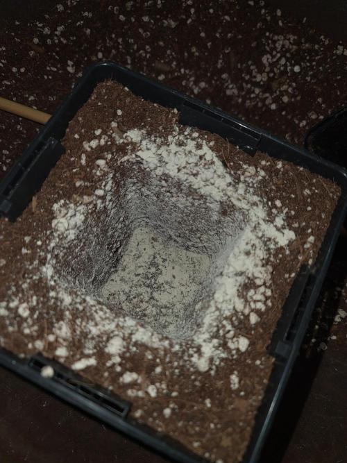 Pomelo Punch. Week 3