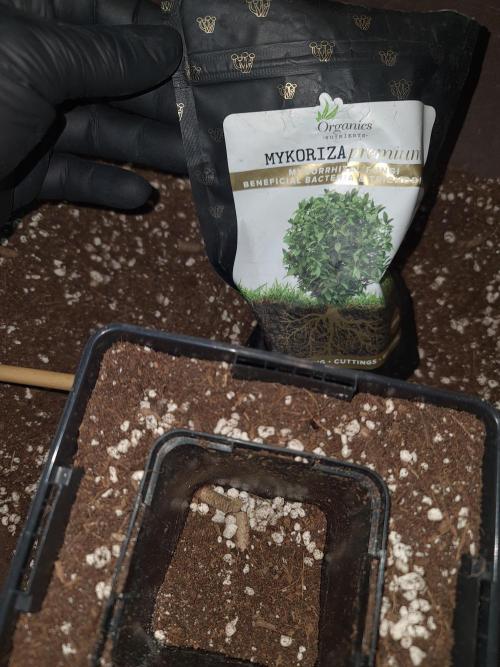 Pomelo Punch. Week 3