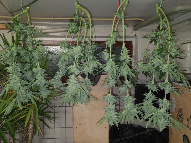 Connoisseur Genetics Cherry Diesel Skunk. Week 15