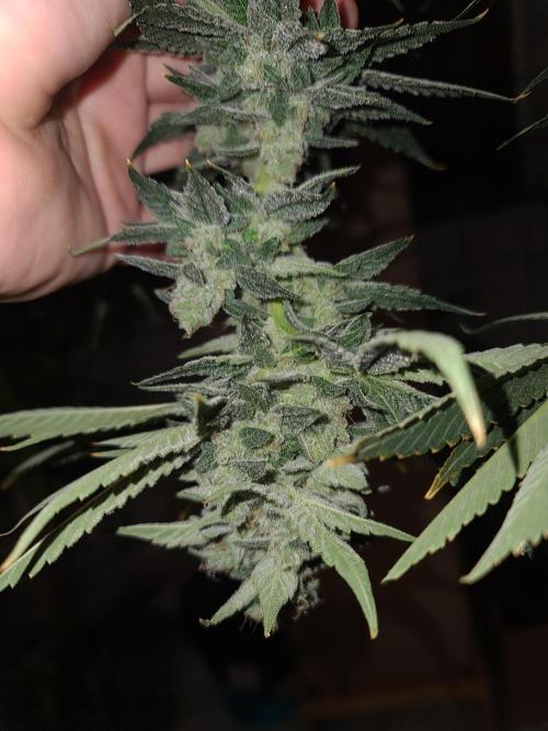 Connoisseur Genetics Cherry Diesel Skunk. Week 15