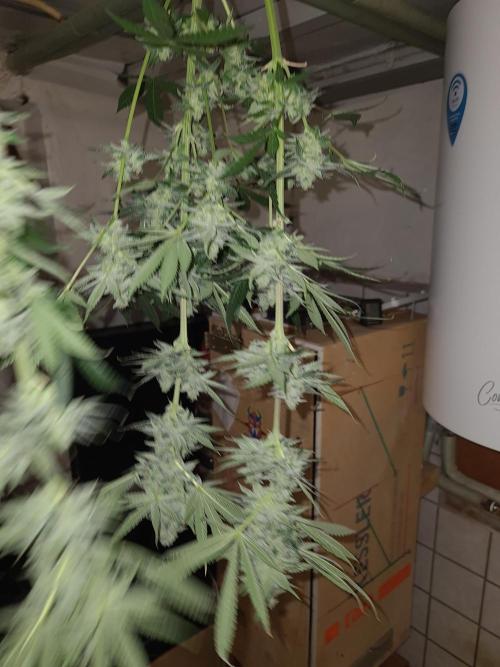 Connoisseur Genetics Cherry Diesel Skunk. Week 15