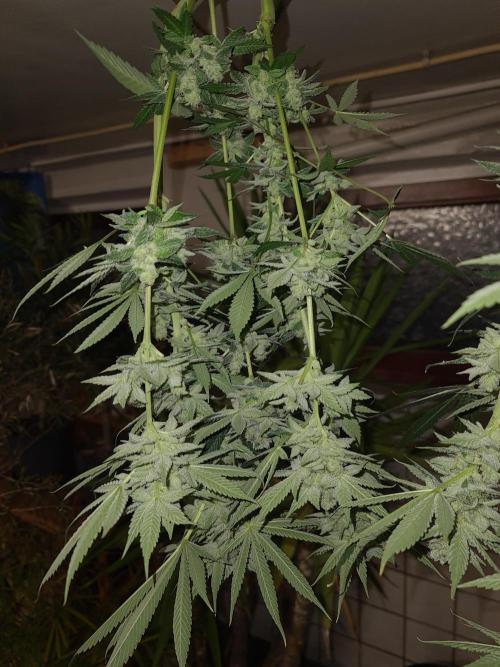 Connoisseur Genetics Cherry Diesel Skunk. Week 15