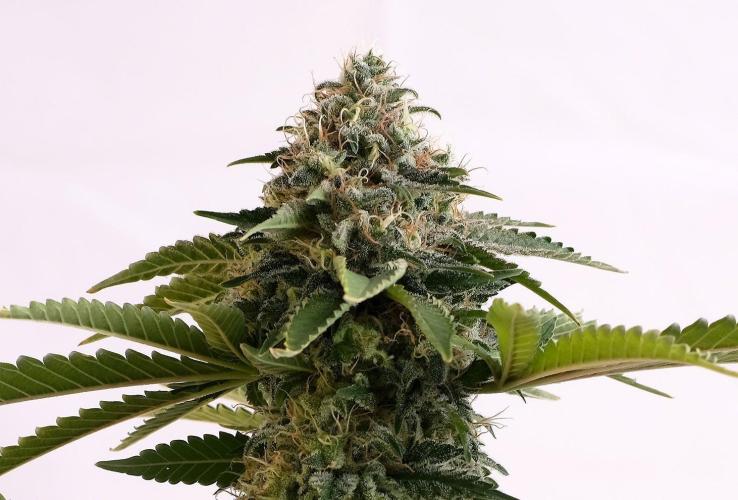 Amnesia Dream XL Auto. Week 0