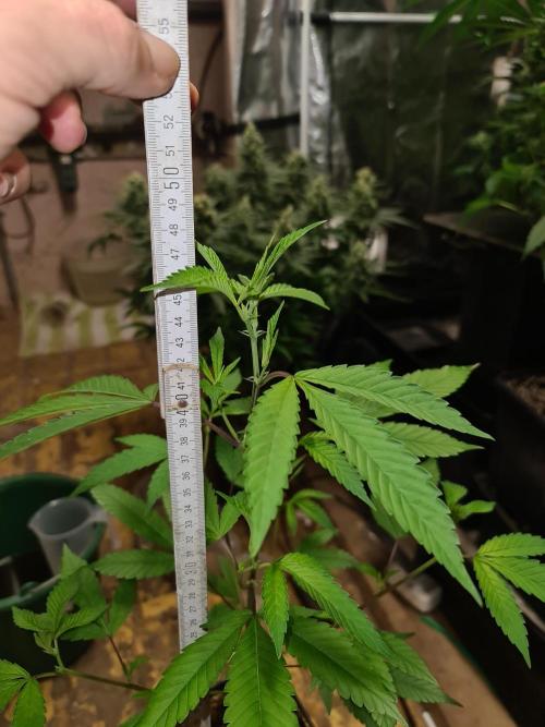 Number One Strain 🍓. Week 4