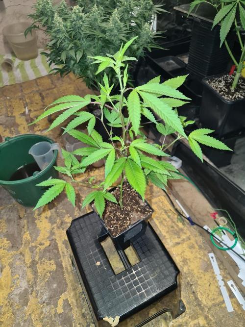 Number One Strain 🍓. Week 4