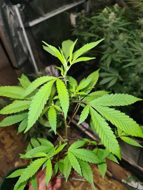 Number One Strain 🍓. Week 4