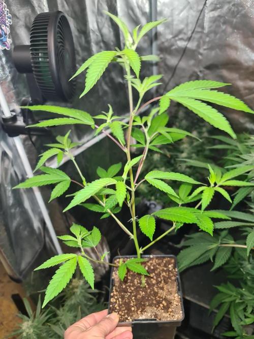 Number One Strain 🍓. Week 4
