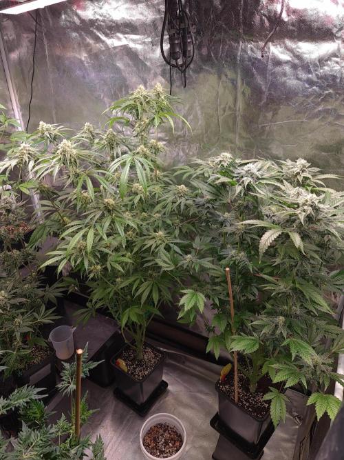 Bloom&Seed.Co. Week 12