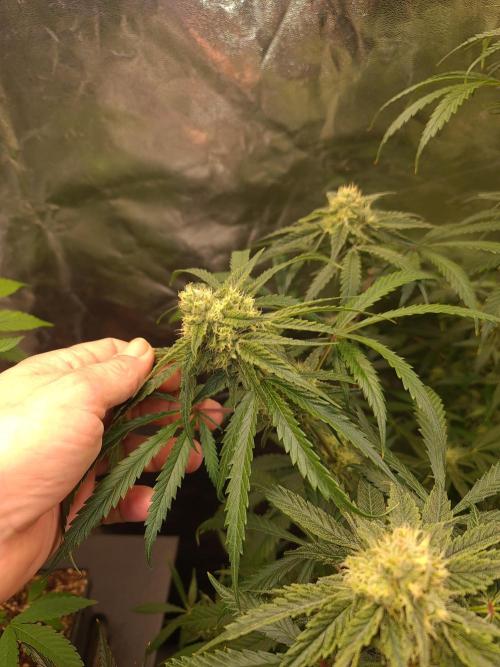 Bloom&Seed.Co. Week 12