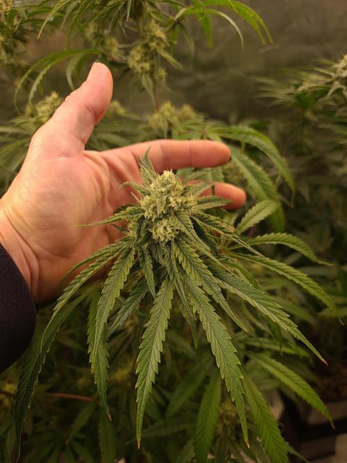 Bloom&Seed.Co. Week 12