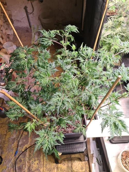 Frosty - Freaky - Purple. Week 13