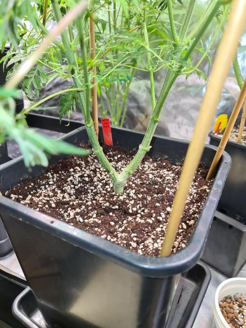 Frosty - Freaky - Purple. Week 13