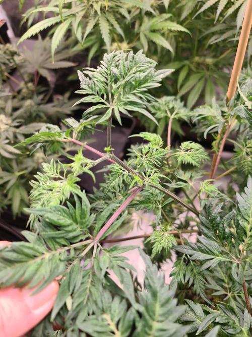 Frosty - Freaky - Purple. Week 13