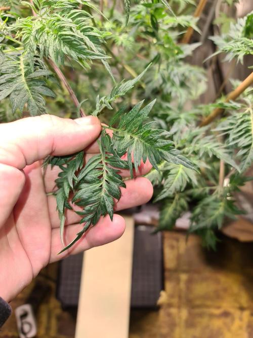 Frosty - Freaky - Purple. Week 13