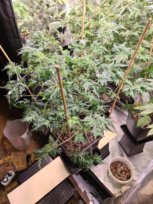 Frosty - Freaky - Purple. Week 13