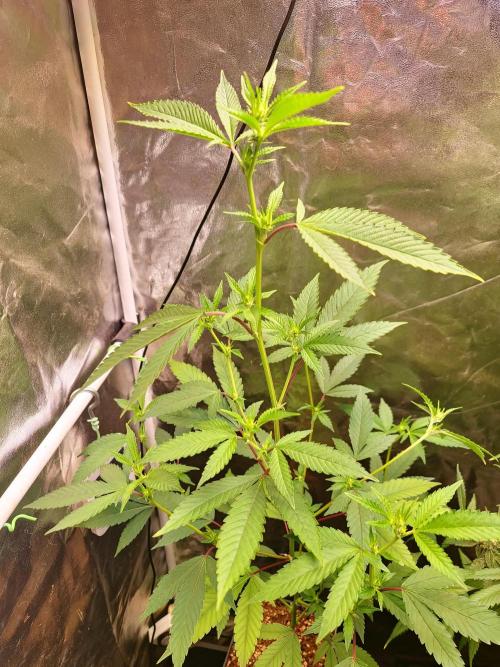 Number One Strain 🍓. Week 5