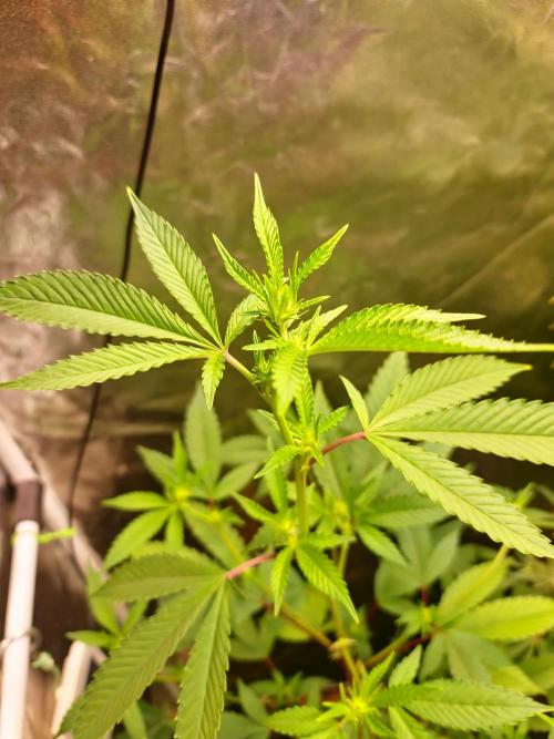 Number One Strain 🍓. Week 5
