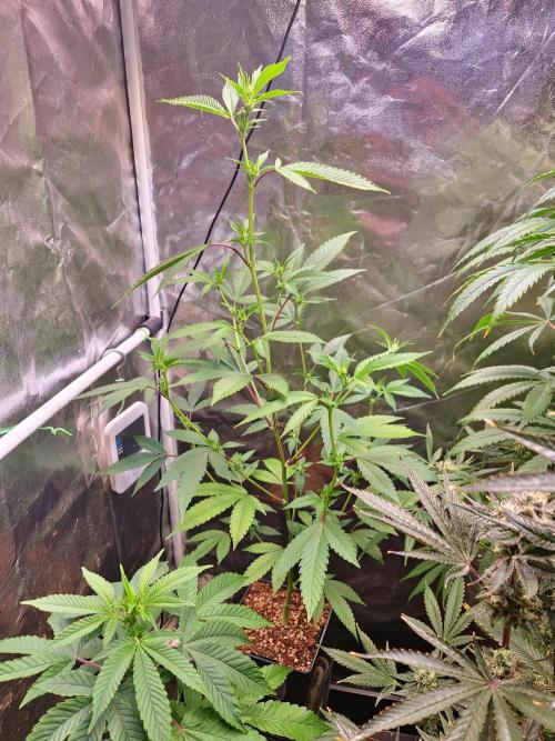 Number One Strain 🍓. Week 5