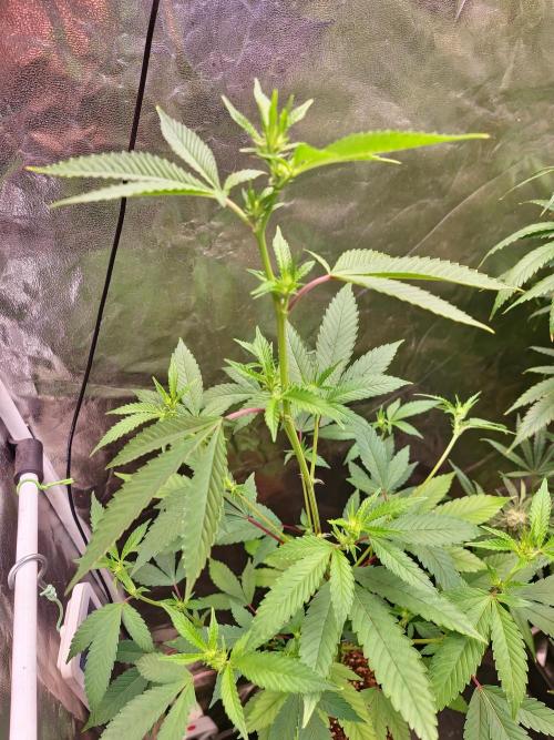 Number One Strain 🍓. Week 5