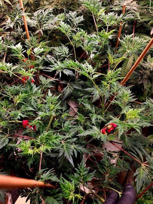 Frosty - Freaky - Purple. Week 14