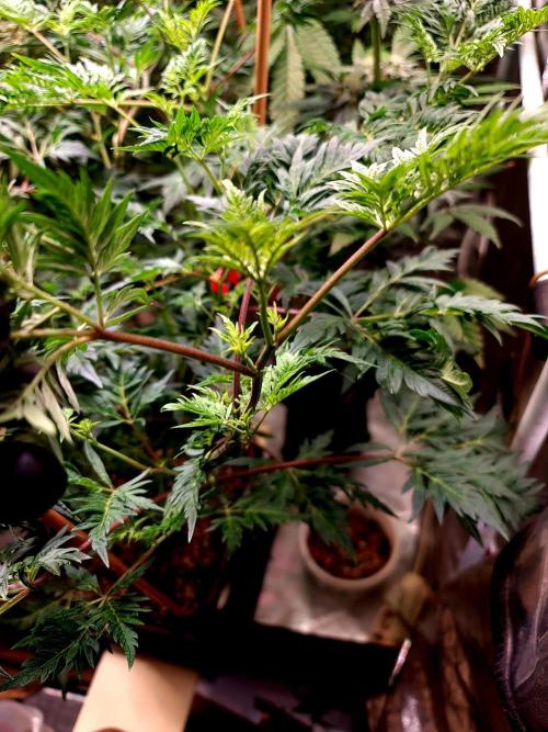 Frosty - Freaky - Purple. Week 14