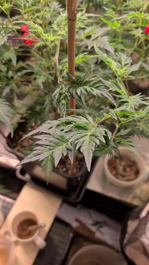 Frosty - Freaky - Purple