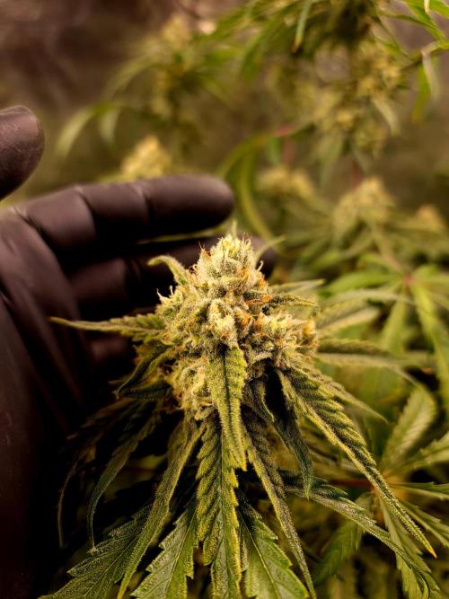 Bloom&Seed.Co. Week 13