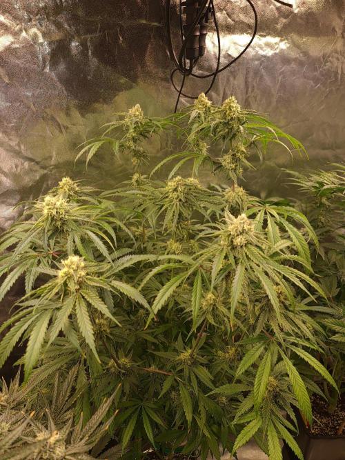 Bloom&Seed.Co. Week 13