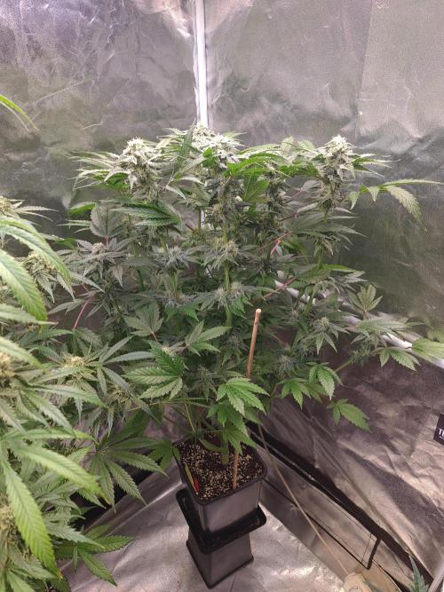Bloom&Seed.Co. Week 13