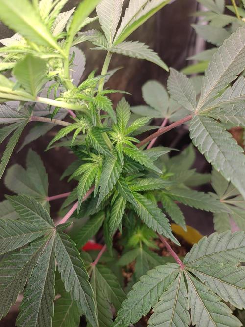 Pomelo Punch. Week 5
