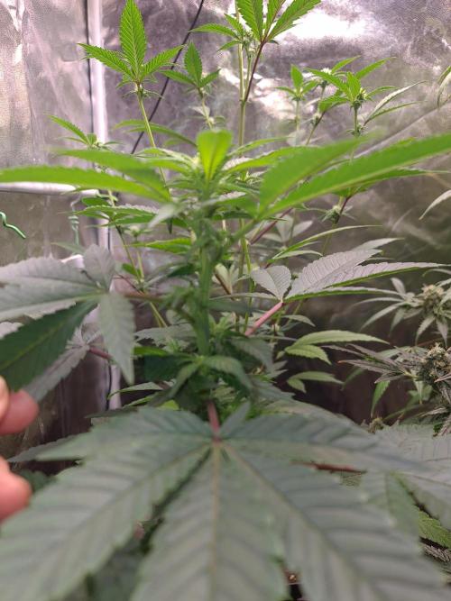 Pomelo Punch. Week 5