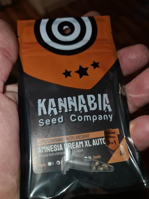 Amnesia Dream XL Auto. Week 0