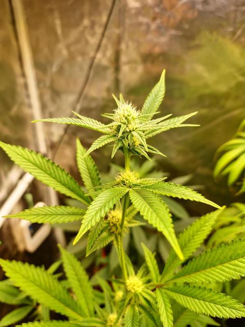 Number One Strain 🍓. Week 6