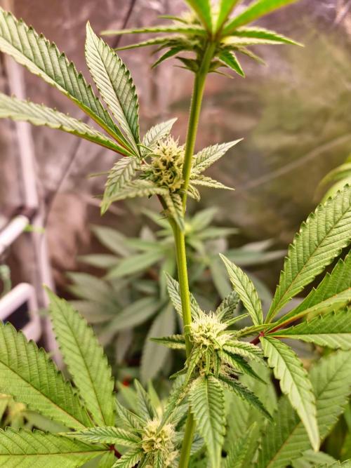 Number One Strain 🍓. Week 6