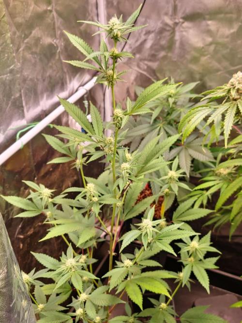 Number One Strain 🍓. Week 6